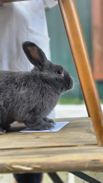 die Bewertungskarten sind bei dem Holicer sicher | Foto: Bianca Archut-Schiele