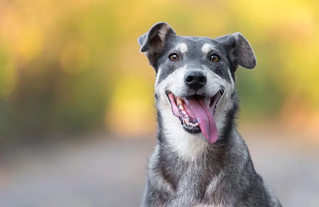Hund Symbolbild | Foto: SasaStock/stock.adobe.com