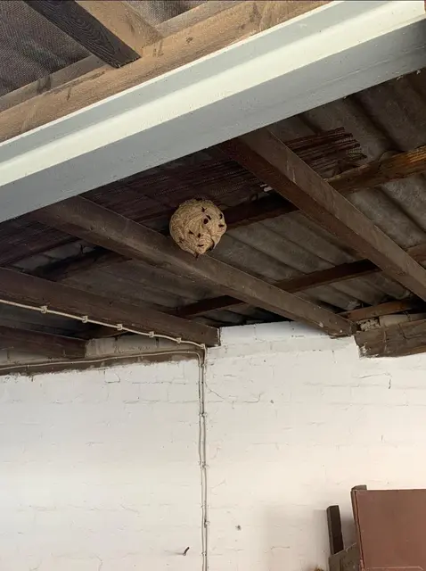 Das Nest der Asiatischen Hornisse | Foto: Alexander Hüter