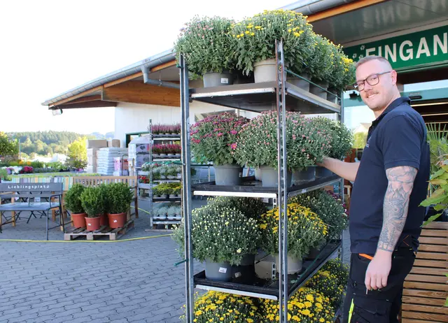 Bestechen mit ihren vielen Blüten in unterschiedlichen Farben: Mitarbeiter Marvin Koch zeigt frisch eingetroffene Herbstblüher | Foto: Monika Klein