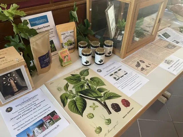 Maulbeerbaum und Seidenraupenzucht. | Foto: Waldenserverein Palmbach e. V.