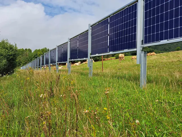 Entlang der Hauptweide der Glanrinder-Mutterkuhherde wurde ein Photovoltaik-Zaun errichtet | Foto: Hofgut Neumühle