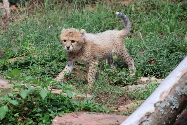 Zoo Landau: Die kleine Gepardin Assama erobert die Herzen der Besucherinnen und Besucher im Sturm | Foto: Zoo Landau