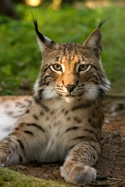 Auch Luchse leben im Wildpark Kaiserslautern | Foto: Bernard Landgraf/gratis