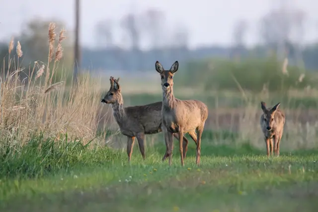 Nach bisherigen Erkenntnissen querte eine Gruppe von drei Rehen unvermittelt die Fahrbahn | Foto: AdobeStock_342322458
