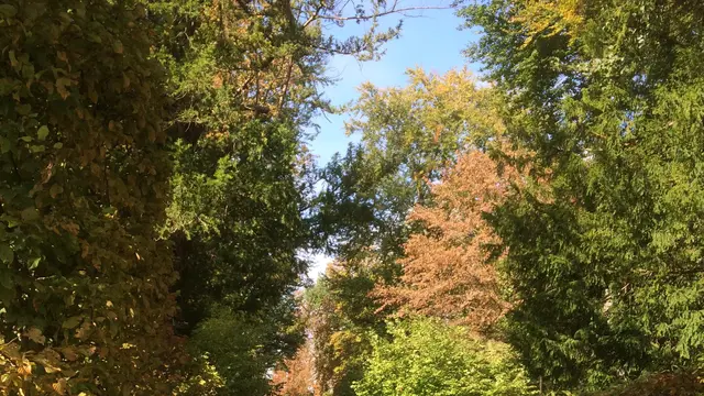 Blick in den Herbstwald | Foto: Heike Schwitalla