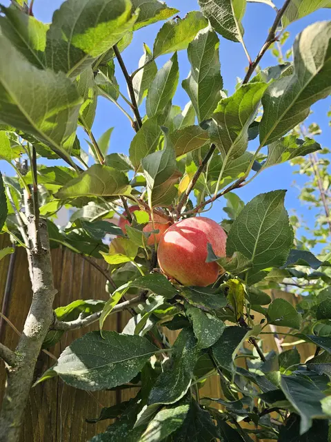 Apfel/Apfelbaum/Symbolfoto | Foto: Gisela Böhmer