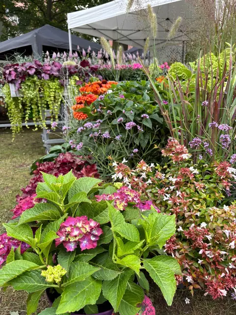 Hortensien, Gräser + Co. | Foto: Team 4 Stadt Rockenhausen