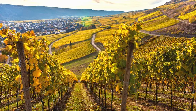 Symbolbild Weinberg | Foto: Alice_D/stock.adobe.com