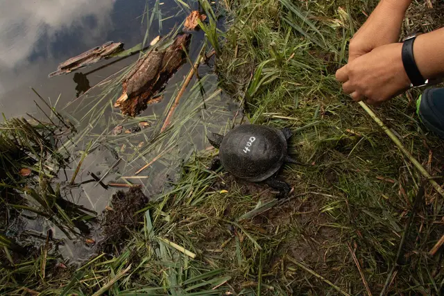 Wiederansiedlung der Europäischen Sumpfschildkröte in Neuburg - Nummer 400 erobert ihren neuen Lebensraum | Foto: Heike Schwitalla