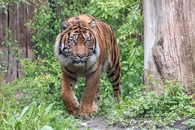 Sumatratiger Tebo, hier auf einem seiner Streifzüge durch die Außenanlage im Zoo Heidelberg (Archivfoto), ist gestorben | Foto:  Susi Fischer/Zoo Heidelberg)