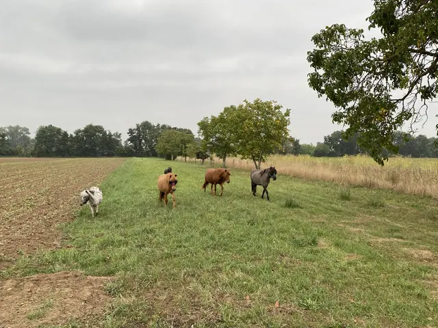 Freilaufende Pferde sorgen für Einsatz in Haßloch | Foto: Polizei Haßloch