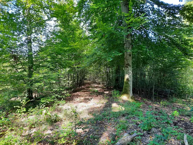 Römerstraße mitten im Bienwald | Foto: Knoch/gratis