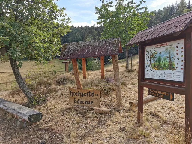 Hochzeitsbäume - Iggelbach  | Foto: Thomas Mann