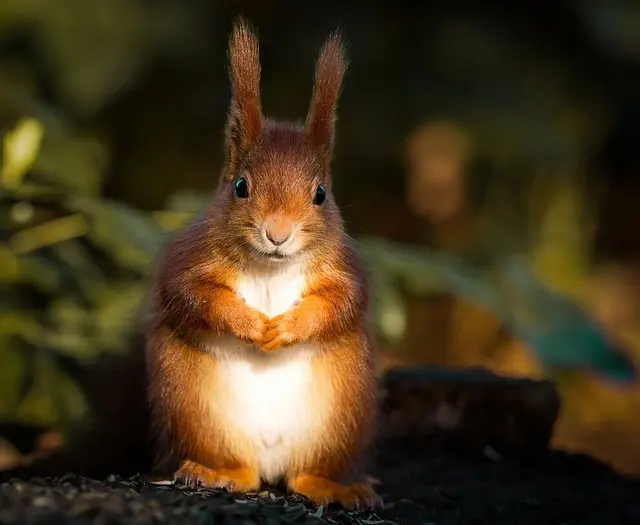 Wohl kein Kandidat für den Tierschutzpreis (der wird an Menschen verliehen), aber womöglich ein interessierter Beobachter der Thematik: Das Eurasische Eichhörnchen (Sciurus vulgaris) sitzt gespannt da | Foto: Stadt Karlsruhe, GBA, Stephan Gehrlein