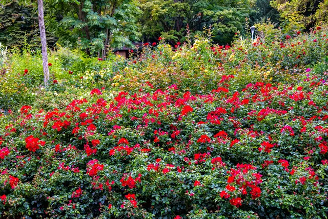 Die Schönheit des Herzogenriedparks | Foto: Wolfgang Neuberth