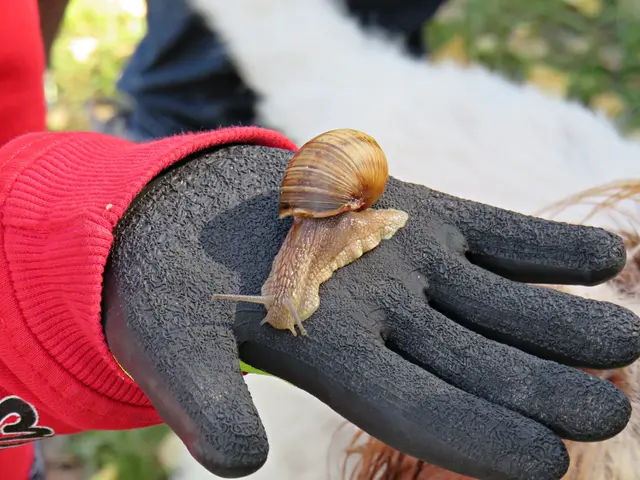 Die wurde wieder in die Freiheit entlassen | Foto: Brigitte Melder