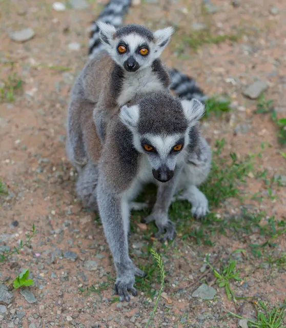 Schließtag im Zoo am 25. September | Foto: Jens Vollmer