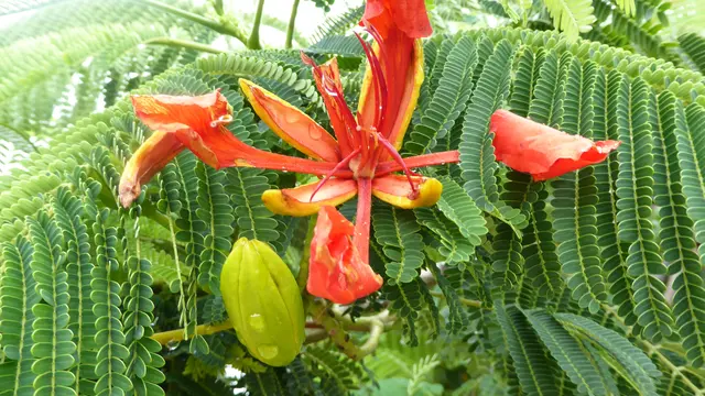 Pflanzentauschtag Rohrbach: Pflanzen tauschen und verschenken | Foto: Inge Angenendt 