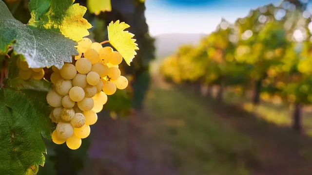 Wein - Symbolbild | Foto: Heike Schwitalla