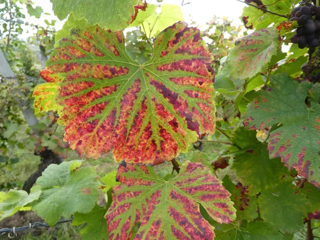 Herbstlaub | Foto: Ich