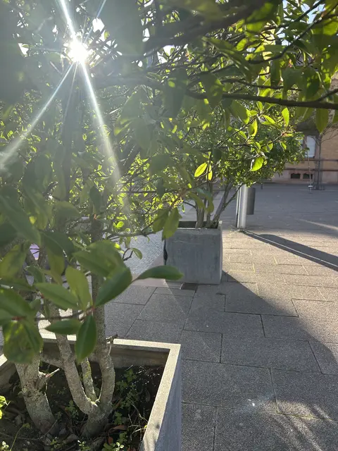 Blick in die Begrünung des Platzes | Foto: Verbandsgemeindeverwaltung Edenkoben/gratis