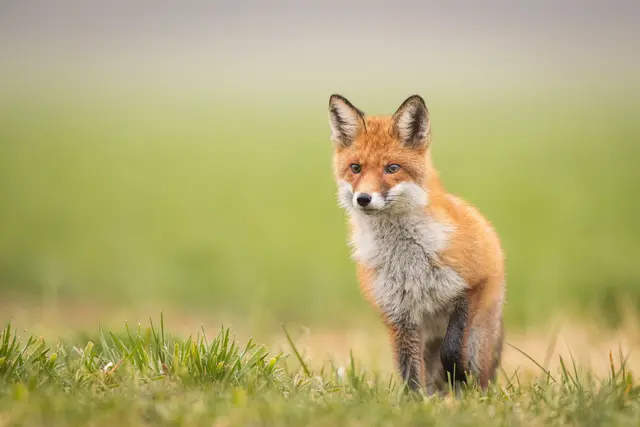 Fuchs Symbolbild | Foto: szczepank/stock.adobe.com
