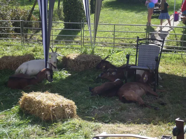 Auch Tiere können bestaunt werden | Foto: Anja Stemler