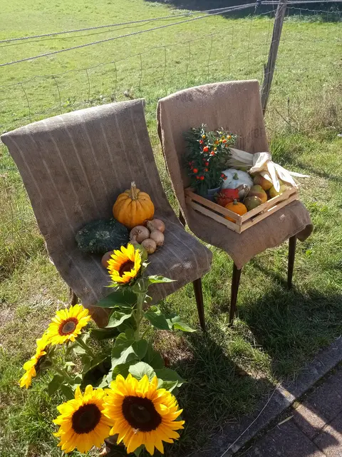 Ein Blickfang zum Herbst | Foto: Anja Stemler