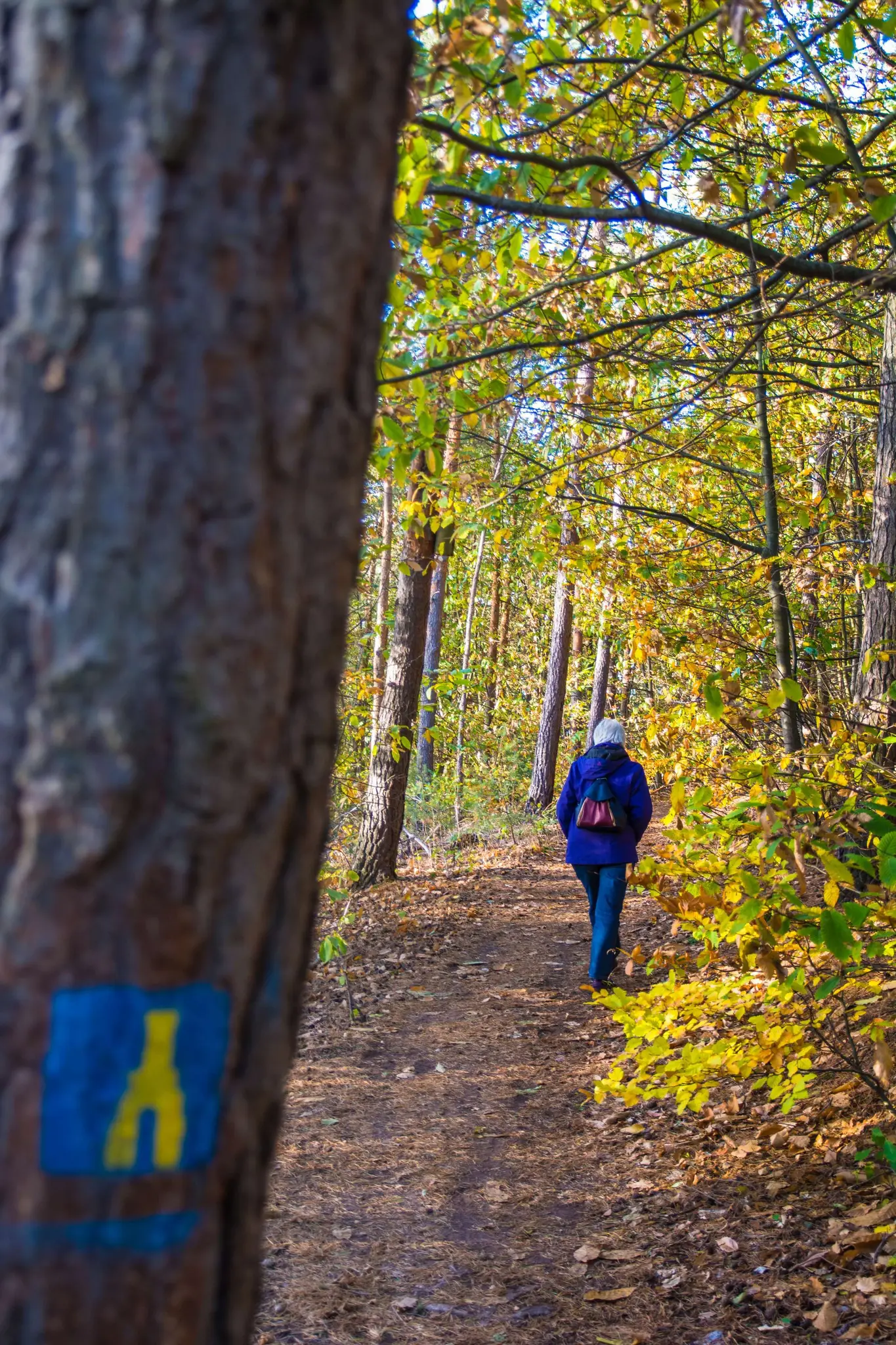 Wanderung-auf-dem-Premiumwanderweg-Adolf-von-Nassau-Weg