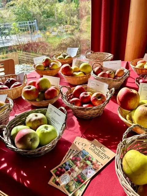 Eine Obstsortenausstellung bietet die perfekte Gelegenheit, die Vielfalt regionaler Obstsorten kennenzulernen und die Tradition der Streuobstwiesen zu feiern | Foto: Landesforsten.RLP.de / P.Hochscheidt