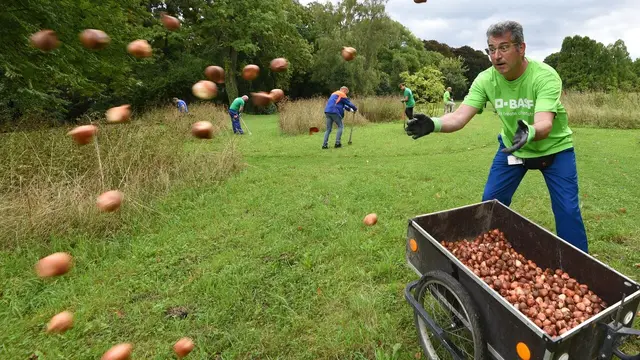 Packten beim Anpack-Tag kräftig mit an: Mitarbeitende der BASF bauten im Ludwigshafener Ebertpark unter anderem Jugendbänke, Insektenhotels und Spielgeräte auf. | Foto: BASF