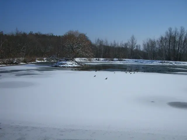5 Gänsemarsch auf dem Eis - Gesehen im Winter am ICI See in Offenbach | Foto: Willi Wilhelm