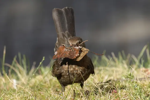 6 Eine Amsel mit Blättern im Mund für den Nestbau.
Aufgenommen in Kaiserslautern. | Foto: Philipp Hain