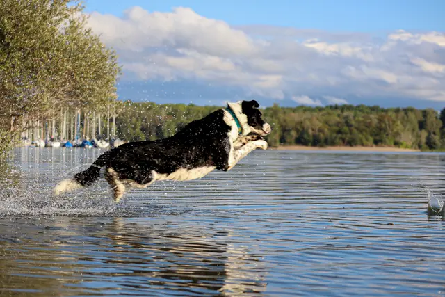 6 Abflug ins Glück - Max in seinem Element 
Ort: Kollersee | Foto: Betsy Luisa Goyk
