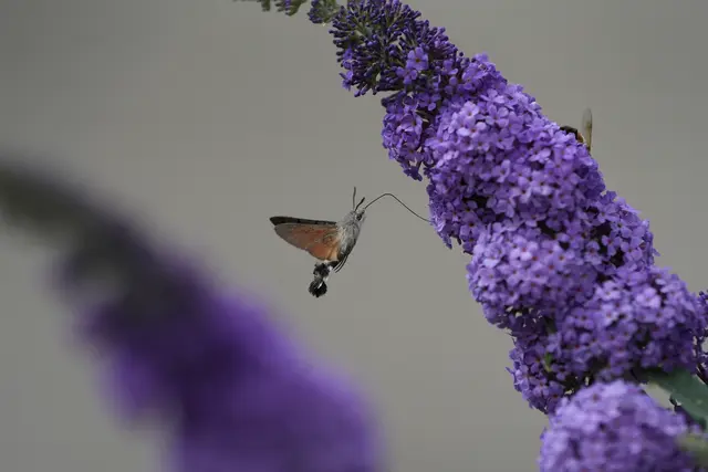 6 Ein Taubenschwänzen am Schmetterlingsflieder. | Foto: Philipp Hain