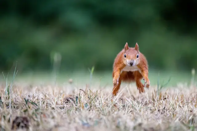 4 Morgendlicher Besucher auf dem Mannheimer Friedhof. | Foto: Franziska Weber