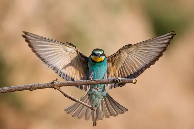 6 Bienenfresser
Aufgenommen bei Gerolsheim im Juli. | Foto: Georg Beck