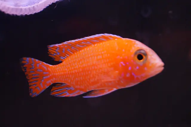 Barsch | Foto: Bernhard Sauter