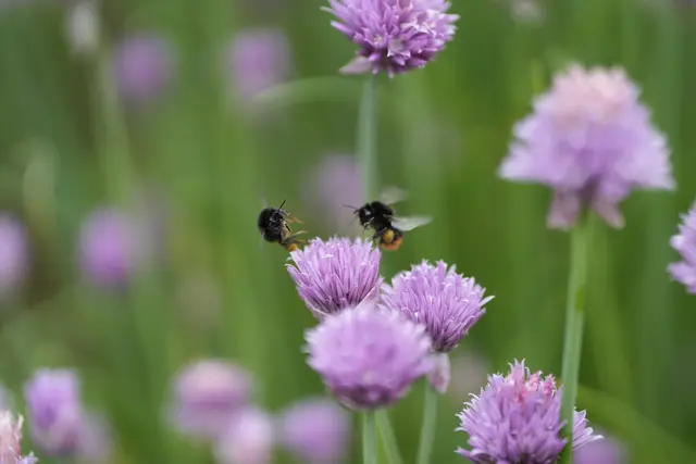 11 zwei Steinhummeln kämpfen um die Blume. | Foto: Philipp Hain