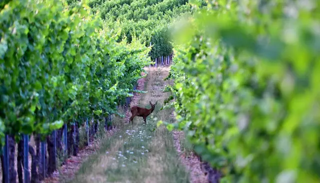 1 Reh in Weinreben in Weisenheim am Sand | Foto: Katrin Scherr