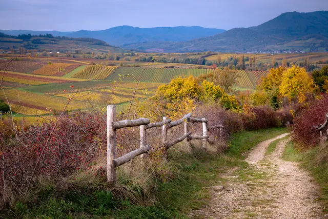 3 Die Natur &amp; Weinlandschaft an der kleinen Kalmit bewegt sich voller Fahrt durch die Pracht der  Herbstfarben | Foto: Florian Bauer