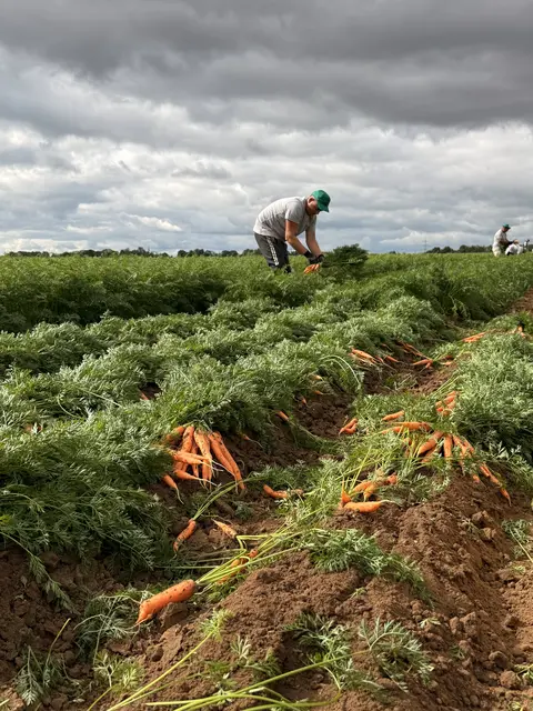 Pfalzmarkt für Obst und Gemüse eG legt für das Geschäftsjahr 2024 eine solide Jahresbilanz vor. In Anbetracht der schwierigen Rahmenbedingungen bei der Vermarktung von frischem Obst und Gemüse, und sich weiter verschärfenden Wettbewerbsnachteilen für den inländischen Anbau hält Pfalzmarkt eG die Warenmenge im Vergleich mit dem Vorjahr bei konstant 230.000 Tonnen.  | Foto: Bildnachweis: Pfalzmarkt eG