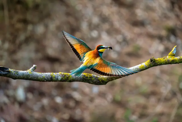 3 Bienenfresser mit Beute im Flug bei Lambsheim | Foto: Ralph Beetz