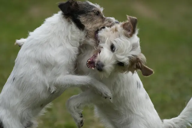 7 Spielende Hunde im Garten. | Foto: Philipp Hain
