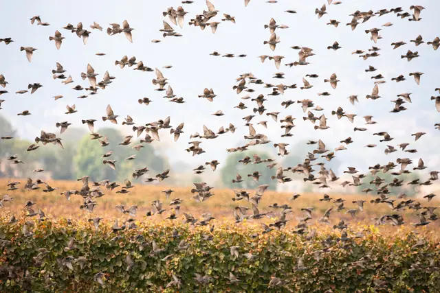 2 Starenschwarm
Aufgenommen im Oktober bei Böbingen. | Foto: Georg Beck