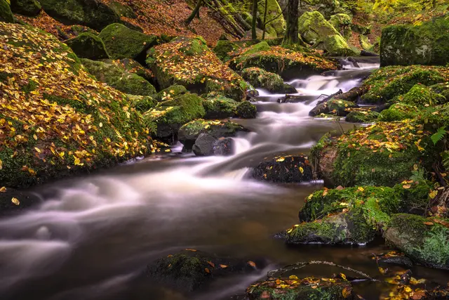 6 Herbstfarben im Karlstal
Aufgenommen im Spätherbst in der Karlstalschlucht bei Trippstadt | Foto: Wolfgang Simon