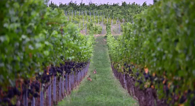 2 Hasen in Weinreben Weisenheim am Sand | Foto: Katrin Scherr