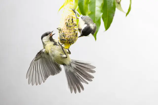 5 Guten Appetit!
Aufgenommen im eigenen Garten, in Böbingen. August. | Foto: Georg Beck