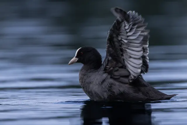 4 Blässhuhn beim Flügelschlag | Foto: R Neumann